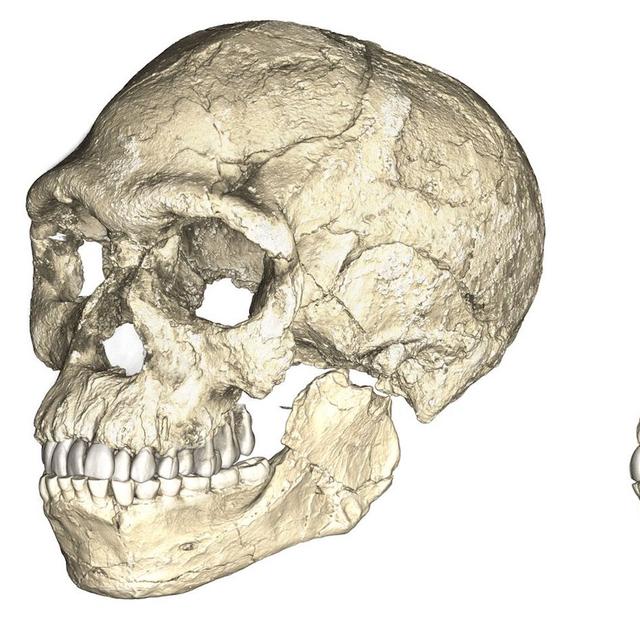 Des découvertes de restes d’Homo sapiens sur un site marocain laissent à penser que l’émergence de l’Homme moderne est plus ancienne que prévu et qu’il s’agit d’un phénomène panafricain. © Philipp Gunz, MPI EVA Leipzig, CC by-SA 2.0