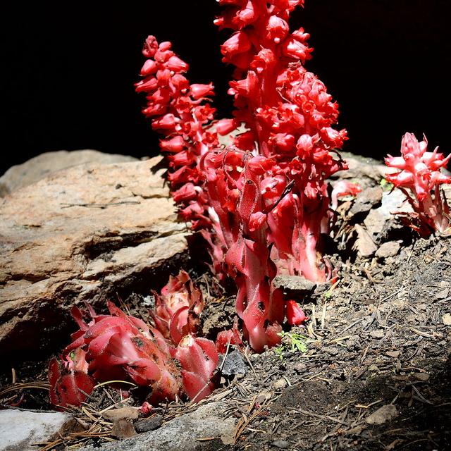 L&#39;inflorescence rouge sanguine typique de Sarcodes sanguinea. © Mélinda, Flickr, Wikimedia Commons, CC by-sa 2.0