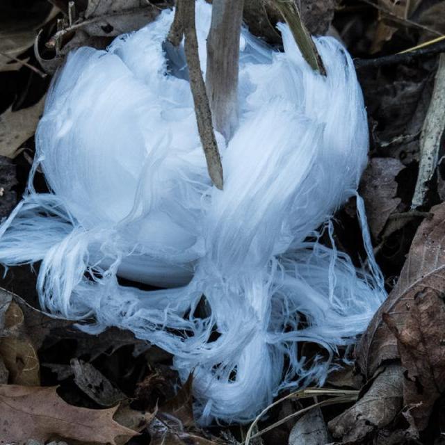 Une fleur de glace parfaitement formée. © Charles Brau, Shutterbug