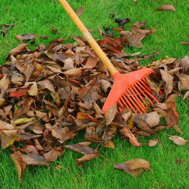 Les feuilles mortes tombent des arbres en automne.&amp;nbsp;© Patryssia, Adobe Stock