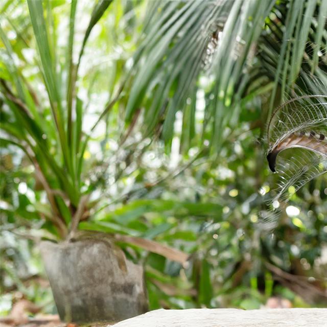 Un oiseau-lyre picore dans un bac de graines. © susan flashman, Adobe Stock, étendu avec Photoshop&nbsp;&nbsp;&nbsp;
