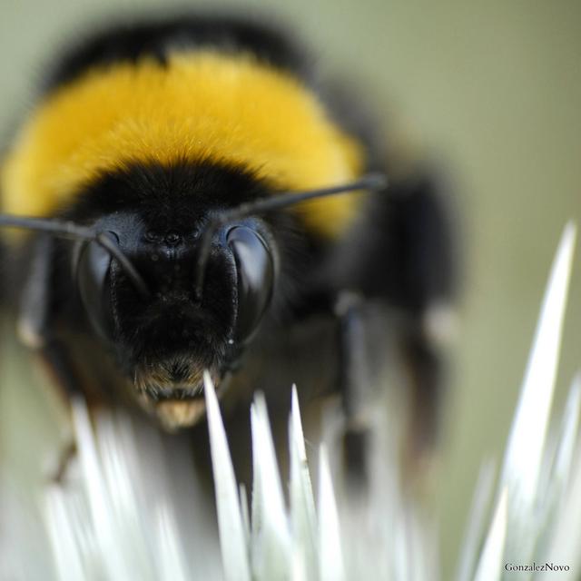 Le bourdon terrestre Bombus terrestris appartient à la famille des abeilles, les apidés. Il établit chaque année de nouveaux nids sous terre. Cet animal se nourrit exclusivement de pollen et de nectar. Face au déclin des abeilles, il est de plus en plus élevé en tant qu’espèce pollinisatrice.&amp;nbsp;© Gonzalez Novo, Flickr, cc by sa 2.0