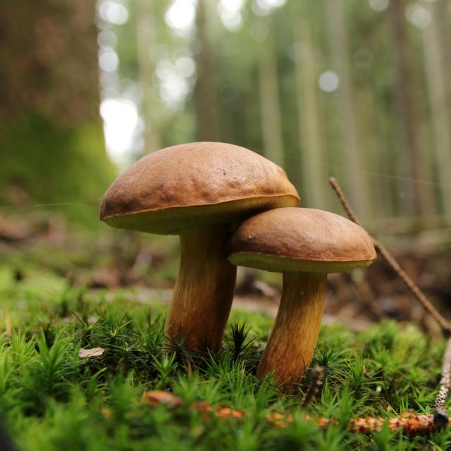 La majesté de la forêt révélée : des cèpes de Bordeaux, véritables joyaux de la nature, émergent des sous-bois, prêts à enchanter les papilles des amateurs de champignons.&amp;nbsp;© Eileen Kumpf, Adobe Stock