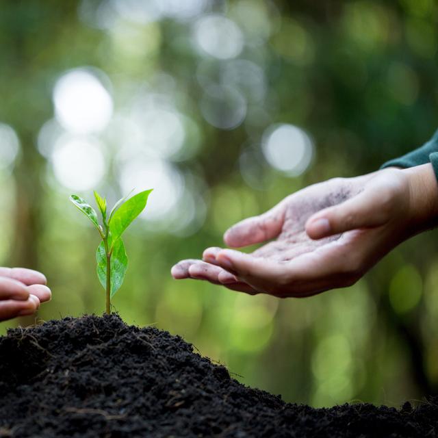 Face au changement climatique, comment adapter son jardin ? © doidam10, Adobe Stock