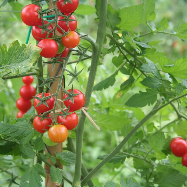 Tomate la culture horssol — free download