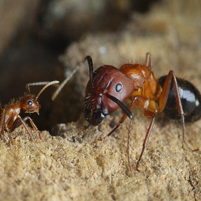 Des fourmis rouges adeptes de l'esclavagisme