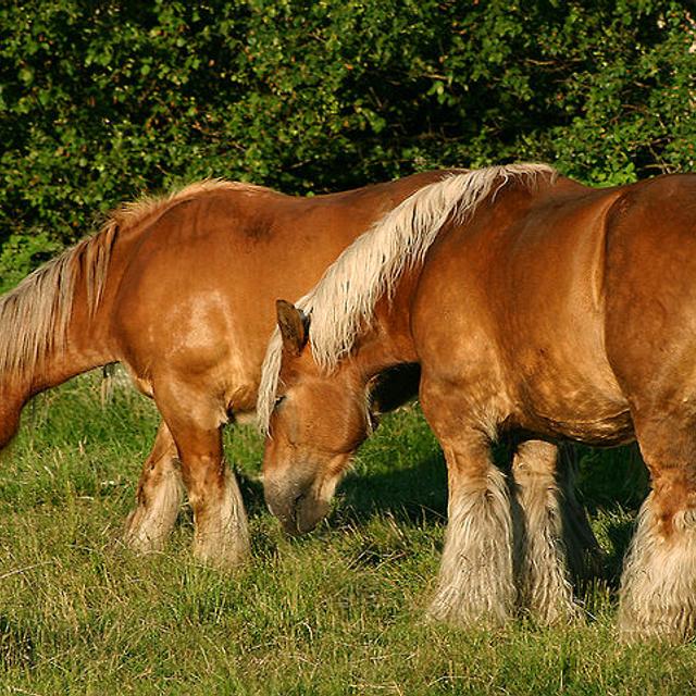 Les chevaux utiliseraient différents signaux visuels : l’orientation de la tête, les yeux, mais aussi les oreilles. © Malene Thyssen, Wikimedia Commons, cc by sa 3.0