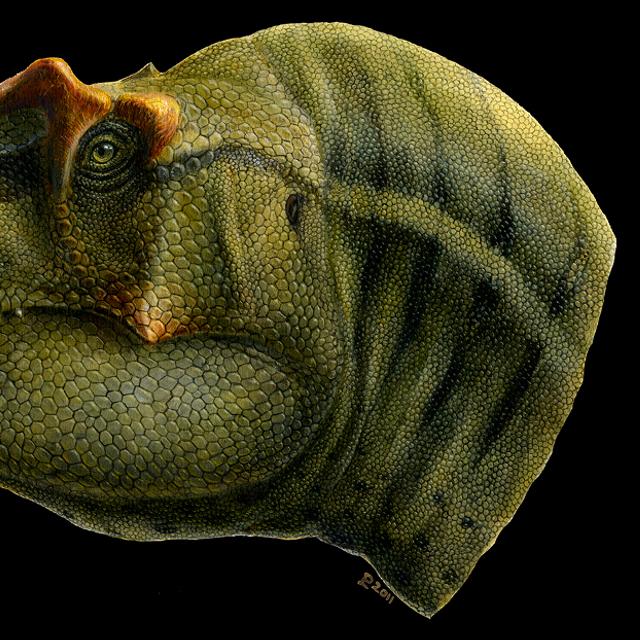 Le théropode Lythronax argestes a vécu voici 80 millions d&#39;années dans les environnements côtiers subtropicaux de l&#39;île-continent Laramidia. Ce dinosaure bipède y était très certainement un superprédateur. © Lukas Panzarin