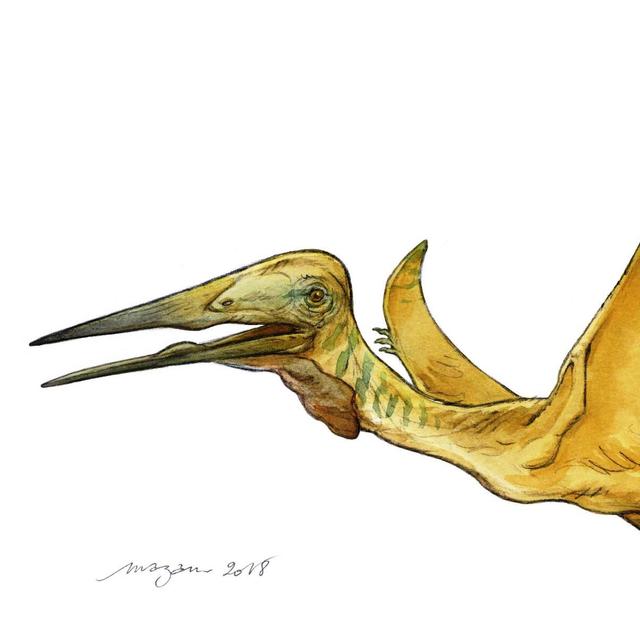 Reconstitution de Mistralazhdarcho maggii. © Mazan 2018 pour Palaios

