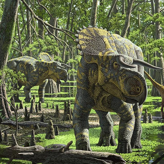 Nasutoceratops titusi&amp;nbsp;dans la forêt au sein de laquelle il devait évoluer au Campanien, voilà 84 à 70 millions d&#39;années. La corne nasale de cette espèce s&#39;est transformée en une forme de lame allongée, ce qui explique pourquoi nous ne la remarquons pas.&amp;nbsp;©&amp;nbsp;Raúl Martín