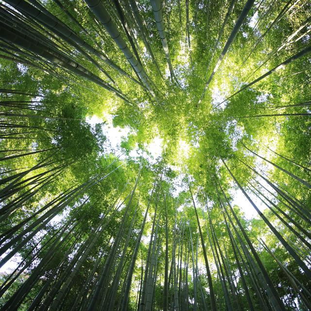 La forêt, un écosystème complexe à préserver.&amp;nbsp;© kazuend, Unsplash