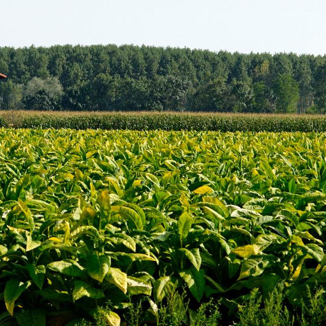 Plantation de tabac dans le Lot-et-Garonne ; séchoir à tabac en arrière-plan. © Roméo Balancourt.
