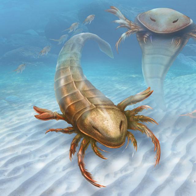 Scorpion Géant En Plastique - Jouet Ou Décoration, Tout Neuf !