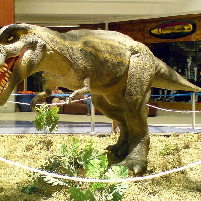 Le tyrannosaure (ici une maquette) était à l’occasion cannibale, comme l’ont montré des traces de morsures sur les os de l’un de ses semblables. L’observation vient en confirmer une autre et le tyrannosaure ne semblait pas être le seul dinosaure dans ce cas. © Rachmaninoff, licence CC BY-SA 3.0