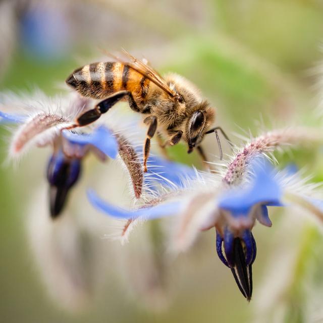 Les abeilles, comme de nombreux insectes, ont développé un sens de l&#39;orientation particulièrement efficace, et vital !©alessandrozocc