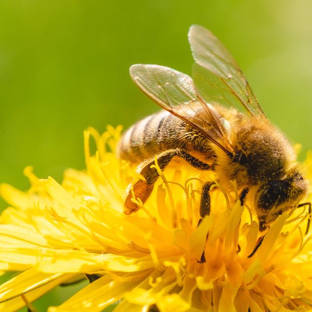 Une abeille butinant un pissenlit. © Przemyslaw Iciak, Adobe Stock