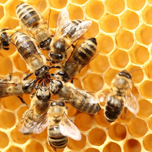 L&#39;Efsa a confirmé que trois pesticides néonicotinoïdes étaient dangereux pour certains animaux. Ainsi, les abeilles qui sont près des champs de maïs traités vivent moins longtemps. © rupbilder, Fotolia