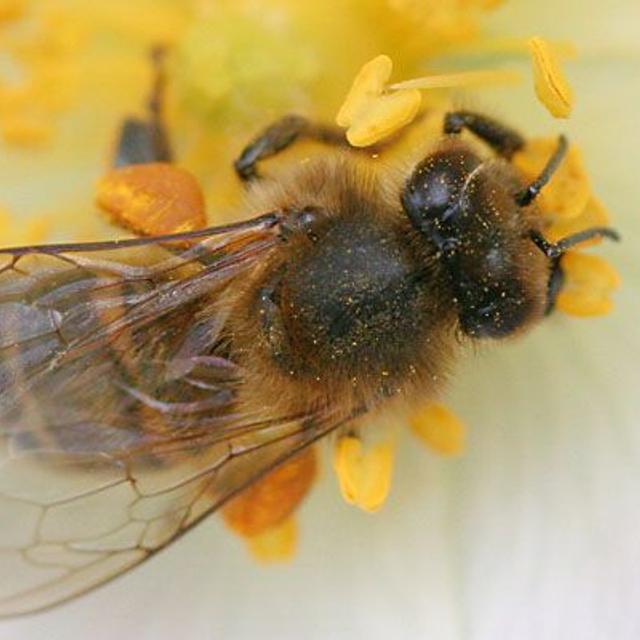 Abeille butinant une fleur de ronce. Crédit : Jean-Luc Barraud.