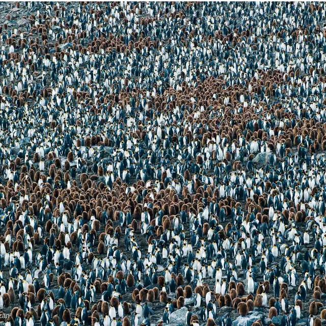 Les manchots se serrent les uns contre les autres, unis comme une forteresse face aux dangers. Ensemble, ils forment un rempart vivant de plumes et de courage, leur coeur battant à l'unisson pour protéger les plus fragiles, Baie de St Andrews, Géorgie du Sud. © Thierry Suzan – Tous droits réservés