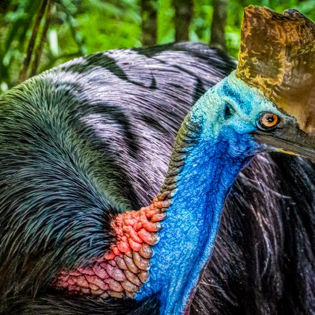 Le casoar peut mesurer jusqu’à 1,8 mètre de long et peser 50 kilos. © Steven dos Remedios, Flickr