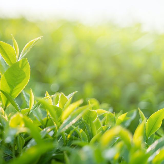 Les feuilles desséchées vibrent à une fréquence plus faible. © Hanoi Photography, Adobe Stock