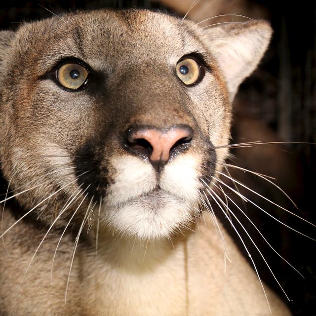 Le puma des montagnes de Santa Monica est en grave danger de disparition en raison de l’isolement génétique de sa population. © Santa Monica Mountains National Recreation Area