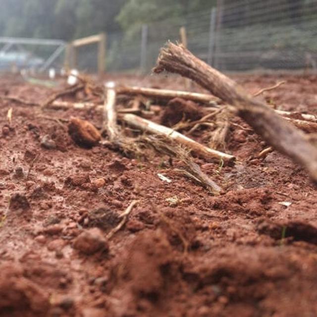 Le taux de survie des plantes natives sur les anciens sites miniers ou industriels ne dépasse pas les 10 %. © Université de Curtin