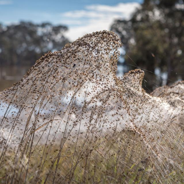 D’immenses toiles d’araignées ont recouvert les champs à la suite des inondations dans le Gippsland. © Lotje MacDonald,&amp;nbsp;The Australian,&amp;nbsp;Twitter
