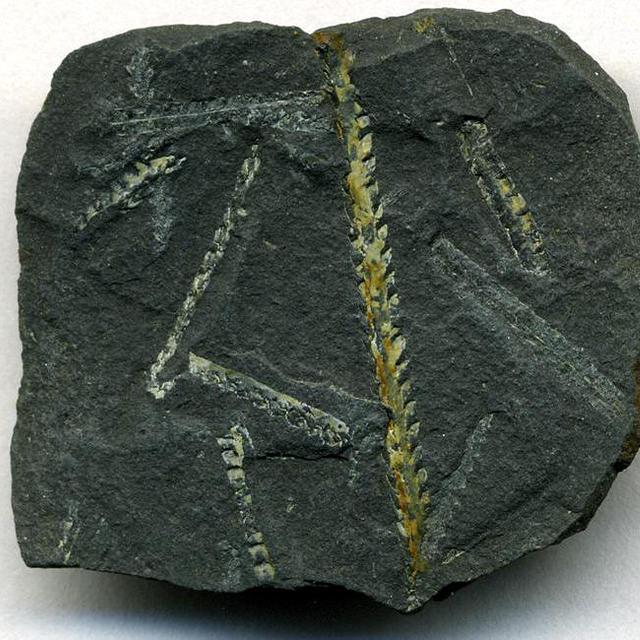 Climacograptus wilsoni, des graptolites fossilisés dans un schiste noir. Les graptolites étaient des animaux marins vivant en colonies. Quelques espèces existent encore aujourd&#39;hui, alors que l&#39;on croyait ce groupe éteint. Crédit : James St. John