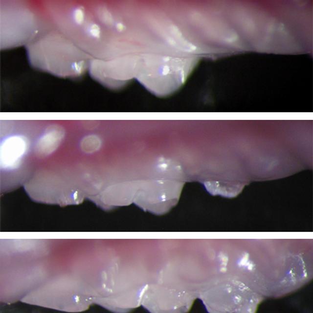 De haut en bas, les trois étapes de la pousse d&#39;une dent chez une souris adulte. Un germe implanté dans la mâchoire supérieure donne naissance à une dent qui perce la gencive 36 jours plus tard et atteint une taille normale après 49 jours. © Takashi Tsuji/Tokyo University of Science