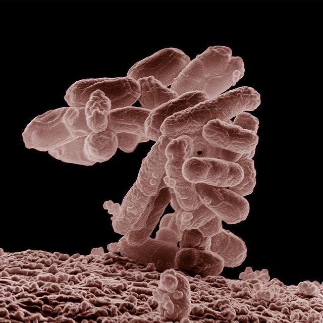 Les bactéries de la flore intestinale, dont la plus célèbre est certainement Escherichia coli, interviennent à différents niveaux de l&#39;organisme, aussi variés que l&#39;hormone de l&#39;humeur ou les allergies.&amp;nbsp;© Agricultural Research Service, Wikipédia, DP