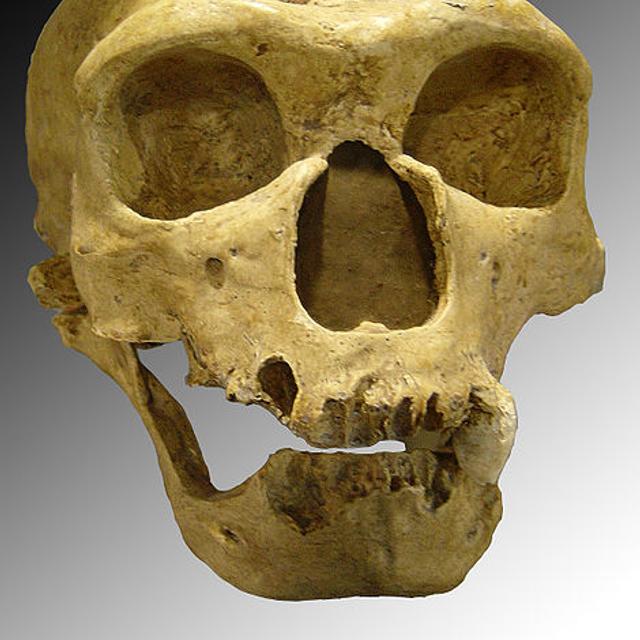 L&#39;Homme de Néandertal a disparu de la surface de la Terre il y a environ 30.000 ans. Mais il vivrait encore un peu au fond de nous, puisqu&#39;il nous aurait légué une partie de son génome...&amp;nbsp;© Luna04, Wikipédia, cc by sa 3.0