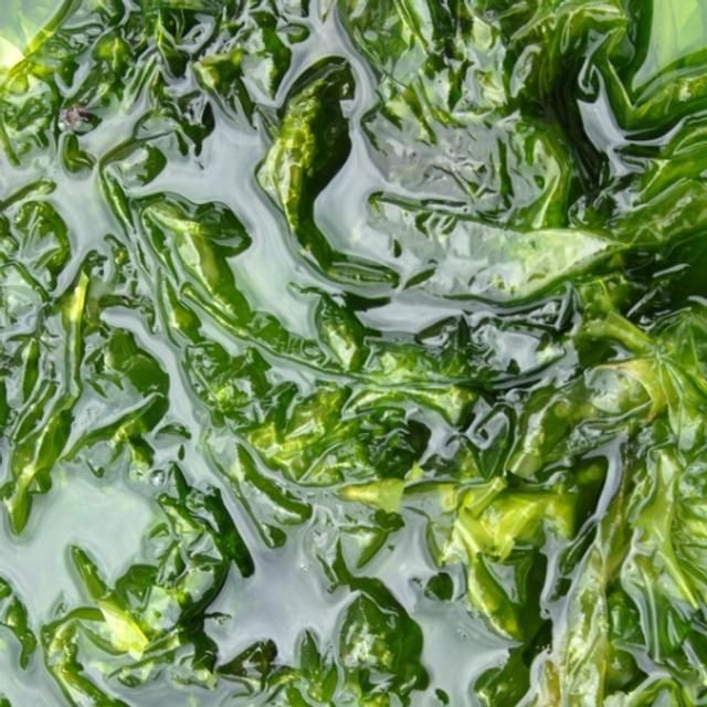 L’ulve, laitue de mer, ou algue verte, encombre souvent nos côtes et serait peut-être mieux, sous forme d’éthanol, dans nos réservoirs… Crédit : Peter Bondo Christensen