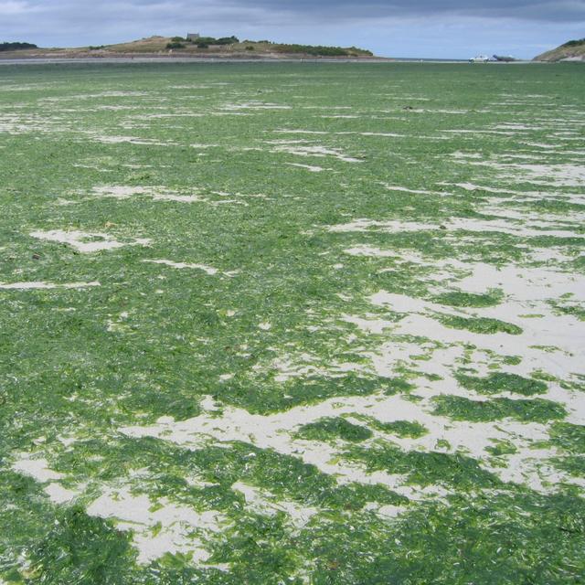 Un dépôt massif d&#39;algues (Ulva armoricana, une des deux coupables) en Bretagne, dans le Finistère. © Licence Commons