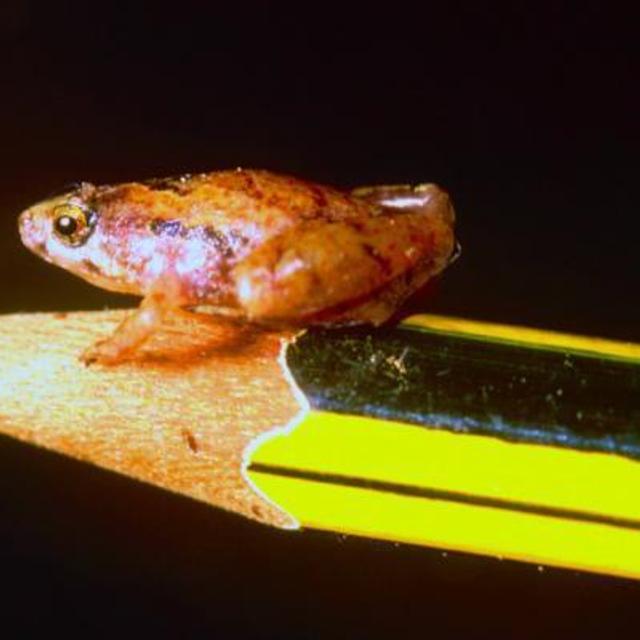 La petite grenouille Microhyla nepenthicola, qui vit dans les forêts humides de Bornéo, mesure à peine plus d&#39;un centimètre de longueur. © Indraneil Das/Institute of Biodiversity and Environmental Conservation
