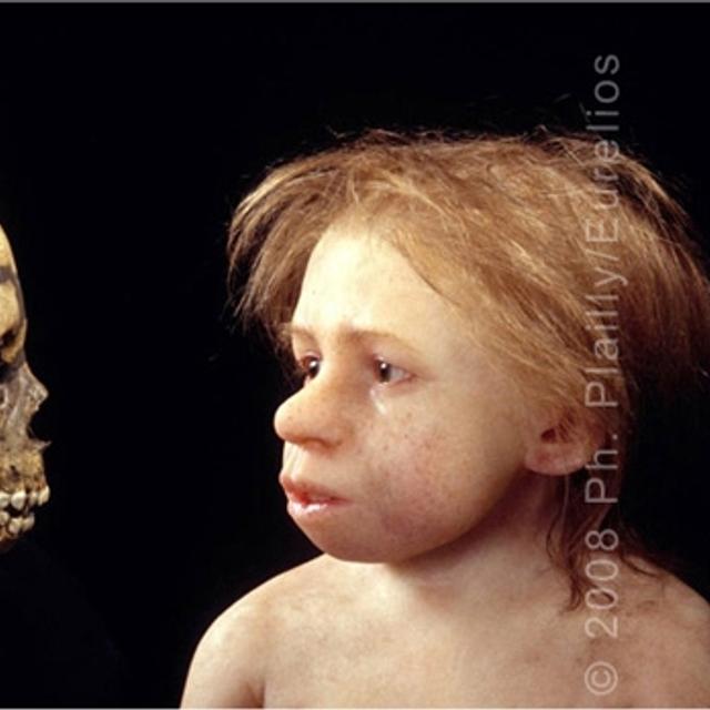 Un enfant néandertalien, une des superbes « reconstructions » réalisées par Élisabeth Daynès, qui travaille avec des paléontologues. L&#39;Homme de Néandertal est une espèce humaine qui a vécu 300.000 ans, en Asie et en Afrique. Son nom vient de l&#39;endroit où le premier squelette a été découvert en 1856 : la vallée de Neander, en Allemagne. Vallée se disant thal en vieil allemand, le h&amp;nbsp;est conservé dans le nom latin Homo neanderthalensis et, par certains, dans le nom francisé.&amp;nbsp;© Ph. Plailly/Eurelios