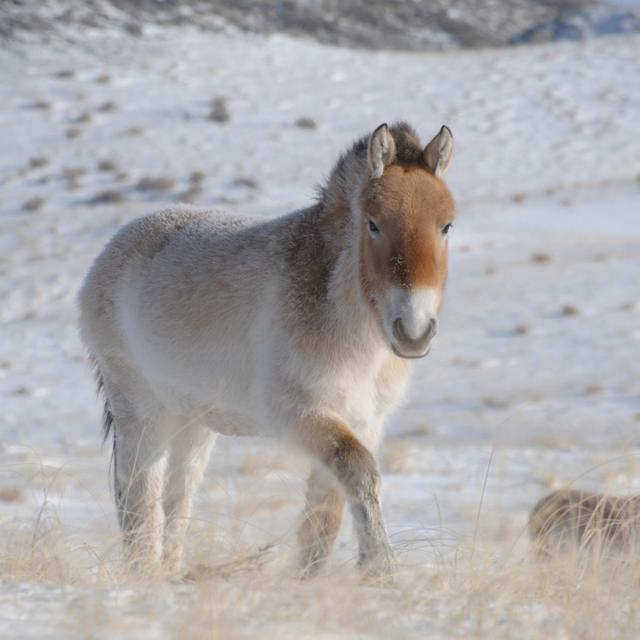 Ce cheval de Przewalski a été photographié en janvier 2010 à Khomyntal, dans l’ouest de la Mongolie, sur l’une des trois zones de réintroduction. La température peut y descendre&nbsp;jusqu’à -47 °C. Cet équidé est arrivé sur place en 2004. Il était auparavant élevé au Villaret (France), par&nbsp;l’Association pour le cheval de Przewalski. © Claudia Feh, Association pour le cheval de Przewalski: TAKH