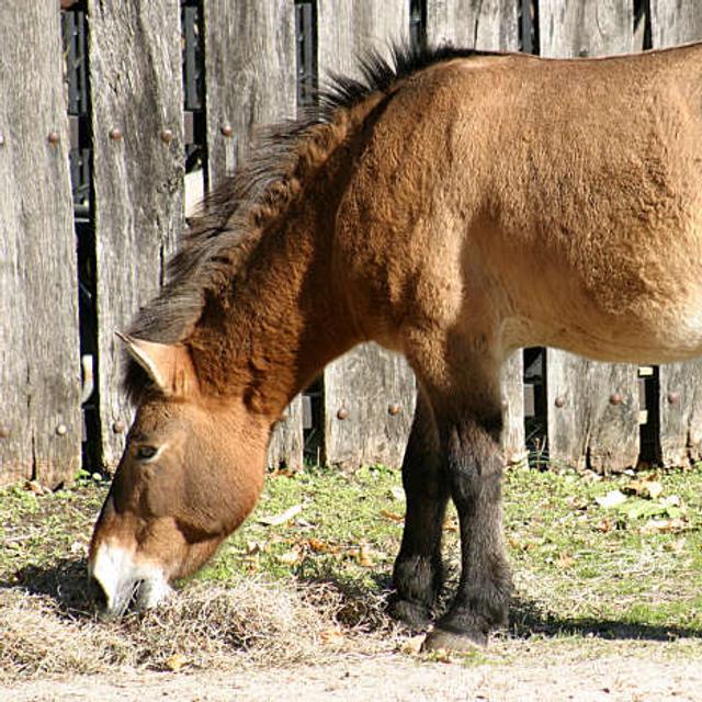 Le cheval de Przewalski est considéré comme étant un ancêtre des chevaux actuels. Il fait l'objet de programmes de réintroduction en Mongolie. © Henryhartley, Wikipedia commons