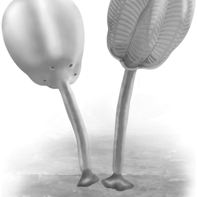 Siphusauctum gregarium. Ce ne sont pas des tulipes, ni même des fleurs, mais des animaux aquatiques ayant vécu il y a environ 500 millions d&#39;années. &amp;copy; Marianne Collins