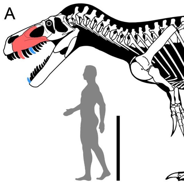 En A, le squelette de Torvosaurus gurneyi reconstitué grâce aux restes fossiles récemment trouvés (en rouge) et étudiés sur d&#39;autres spécimens (en bleu). Le crâne volumineux (1,15 m de longueur) est représenté en B avec ses dents de bonnes tailles. La barre d&#39;échelle de la figure A vaut 1 m et celle en B 10 cm. © Christophe Hendrickx, Octávio Mateus, Plos One ; dessins de Scott Hartman, Carol Abraczinskas et Simão Mateus