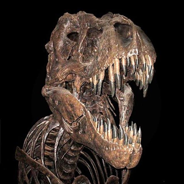 Les tyrannosaures ont vécu à la fin du Crétacé, il y a 70 à 65 millions d&#39;années. Plus de 30 fossiles ont été découverts à ce jour. © GFDL,&amp;nbsp;Wikimedia Commons, cc&amp;nbsp;by&amp;nbsp;sa 2.0