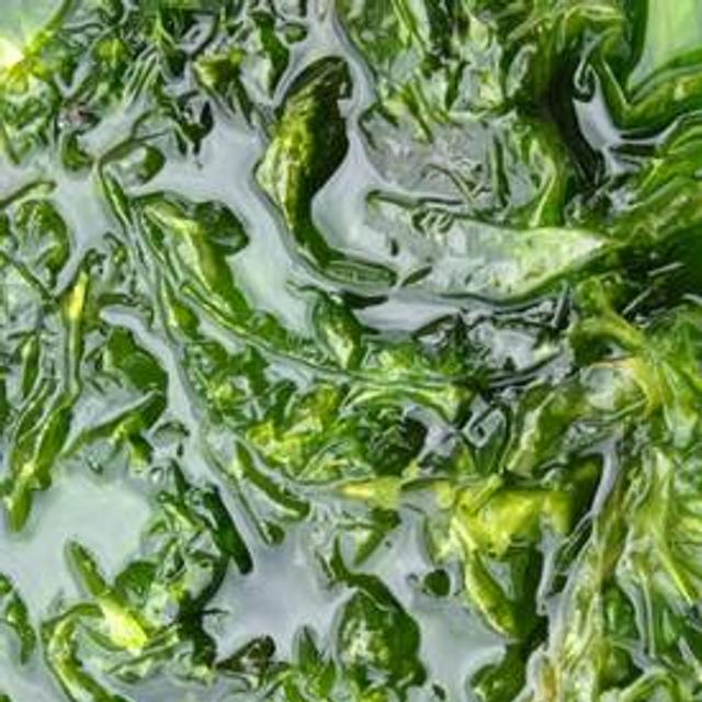 Une des algues vertes qui prolifèrent en Bretagne : l&#39;ulve, ou laitue de mer. © Peter Bondo Christensen