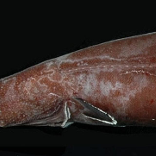 L&#39;animal découvert dans une grotte sous-marine du Pacifique, avec son corps ramassé et sa grosse tête ne ressemble que de loin aux anguilles modernes. © Johnson-rspb