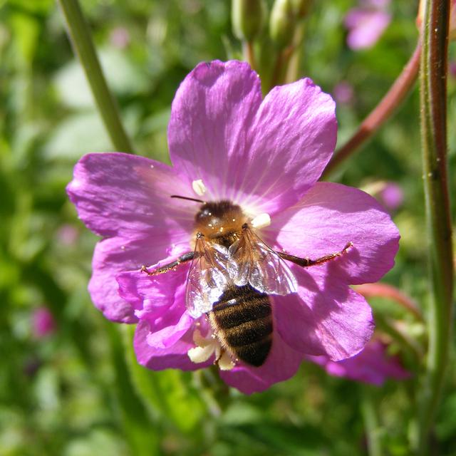 Il existerait actuellement environ 20.000 espèces d&#39;abeilles&amp;nbsp;sur Terre.&amp;nbsp;Les ruches contiennent en moyenne 40.000 à 60.000 abeilles mellifères. &amp;nbsp;© Humpapa, Flickr, CC by-nc 2.0