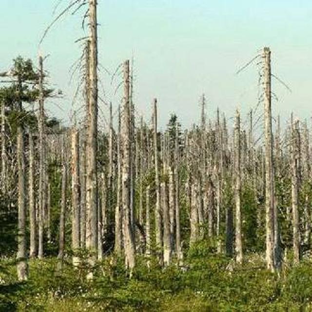 Forêt ravagée par les pluies acides. Image libre de droits