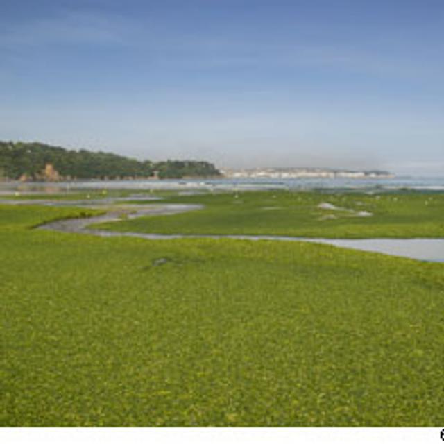 Les algues vertes, dangereuses pour l&#39;homme, s&#39;échouent sur les plages bretonnes principalement à la mi-juillet. © Daniel Saint Horant / Fotolia
