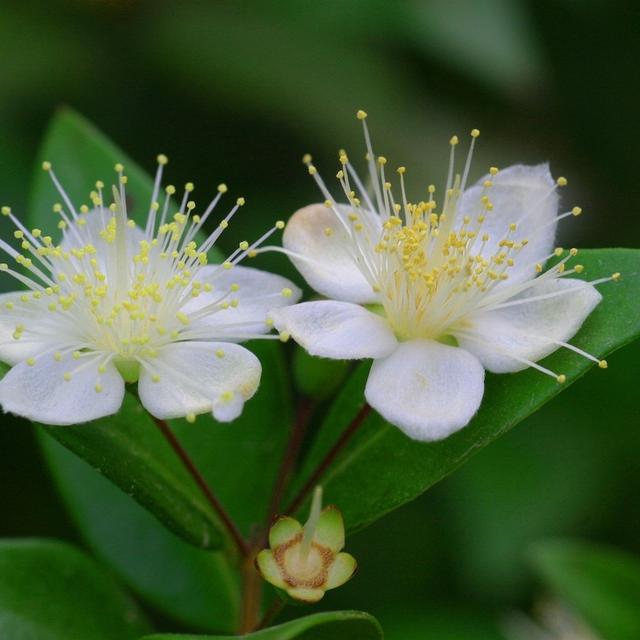 Le changement climatique menace la biodiversité. Et par effet domino, ses conséquences pourraient être plus importantes que prévu comme pour le myrte, par exemple. © 2017343, Pixabay License