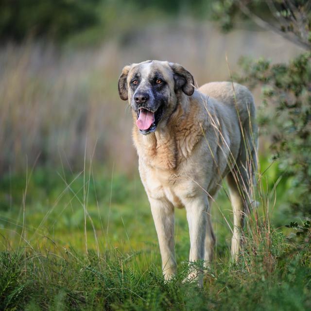 Le rafeiro de l’Alentejo est un chien originaire du Portugal. Un chien de berger utile pour protéger les troupeaux et qui se révèle aussi un excellent chien de garde. L’un de ces représentants, Bobi, vient d’être officiellement propulsé au rang de chien le plus vieux du monde. © Photo Art, Adobe Stock