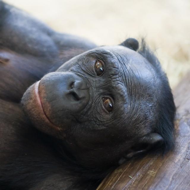 Les mamans bonobos aident leurs fils à se reproduire
