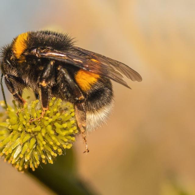 Comment différencier abeille, guêpe, frelon et bourdon — free download